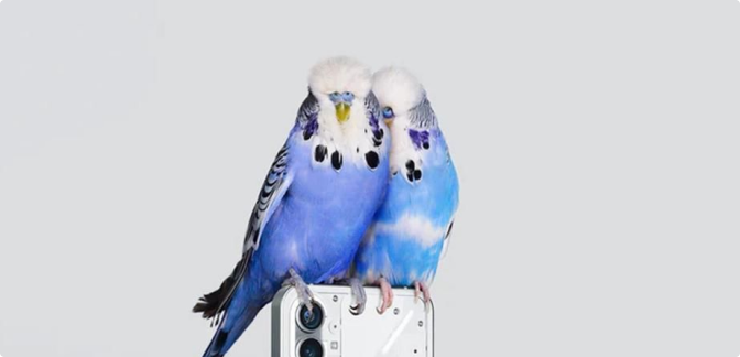 Phone and parrots